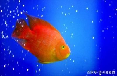 熱帶觀(guān)賞魚(yú)常見(jiàn)品種有哪些：熱帶觀(guān)賞魚(yú)品種介紹