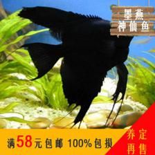 蘇虎一直黑可以養(yǎng)嗎：蘇虎魚一直黑可以養(yǎng)嗎