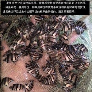 蘇虎一直黑可以養(yǎng)嗎：蘇虎魚一直黑可以養(yǎng)嗎