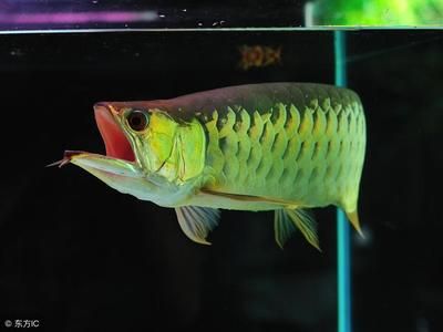 龍魚成體多大能繁殖后代：龍魚成體多大能繁殖后代， 龍魚百科 第3張