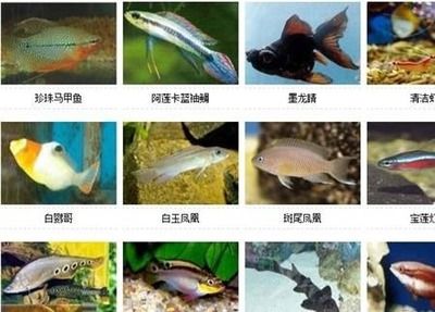 不常見的觀賞魚種類圖片：不常見的觀賞魚種類 水族館百科（水族館加盟） 第1張