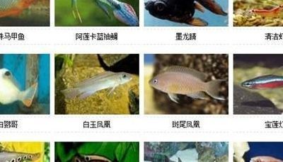 不常見的觀賞魚種類圖片：不常見的觀賞魚種類 水族館百科（水族館加盟） 第3張