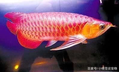 紅龍魚飼養(yǎng)水溫：關(guān)于紅龍魚飼養(yǎng)水溫的具體信息