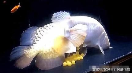 寵物觀(guān)賞魚(yú)常見(jiàn)的品種圖片及價(jià)格：水族箱寵物觀(guān)賞魚(yú)觀(guān)賞魚(yú)的品種與寵物觀(guān)賞魚(yú)品種