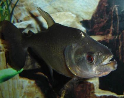 蘇虎魚吃什么食物為主：蘇虎魚的主要食物主要包括以下幾個(gè)方面以下幾個(gè)方面