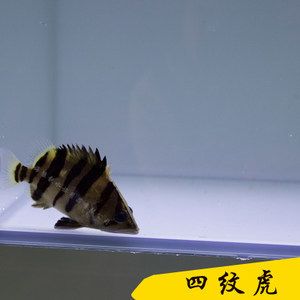 泰國(guó)三文虎：關(guān)于泰國(guó)三文虎的一些詳細(xì)信息 泰國(guó)虎魚(yú) 第3張