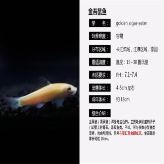 魟魚(yú)最低溫度多少度會(huì)死：魟魚(yú)最低溫度多少度會(huì)死，