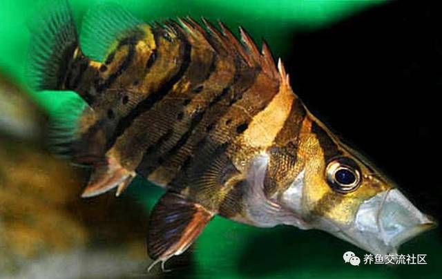 虎魚雜文圖片：關(guān)于虎魚雜文圖片 泰國虎魚 第2張