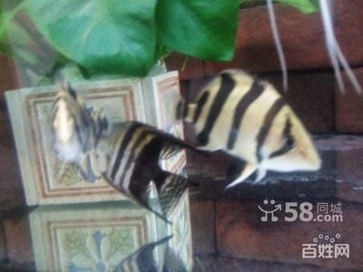 虎魚雜文圖片：關(guān)于虎魚雜文圖片 泰國虎魚 第1張