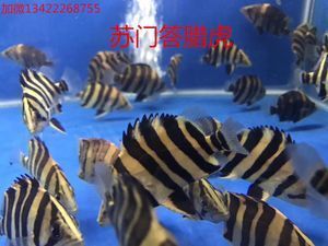 虎魚雜文圖片：關(guān)于虎魚雜文圖片 泰國虎魚 第3張