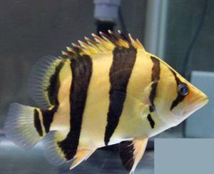 泰國(guó)虎魚(yú)顏色變黑原因是什么：泰國(guó)虎魚(yú)顏色變黑原因是什么泰國(guó)虎魚(yú)顏色變黑的原因是什么 泰國(guó)虎魚(yú) 第2張