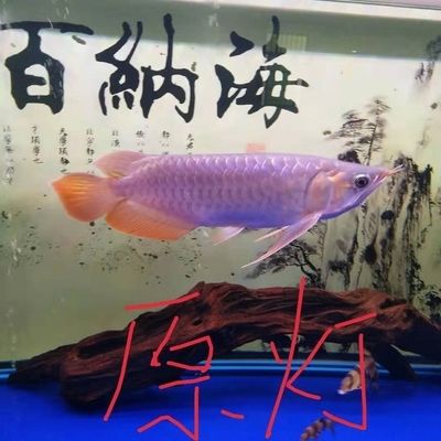 泰虎魚苗價(jià)格多少錢一條：泰虎魚苗價(jià)格多少錢一條泰虎魚苗價(jià)格多少錢一條 泰國虎魚 第4張