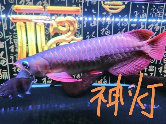 泰虎魚苗價(jià)格多少錢一條：泰虎魚苗價(jià)格多少錢一條泰虎魚苗價(jià)格多少錢一條 泰國虎魚 第3張