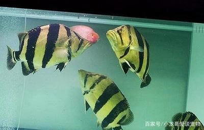 飼養(yǎng)虎魚水溫：飼養(yǎng)虎魚水溫控制 虎魚百科 第2張