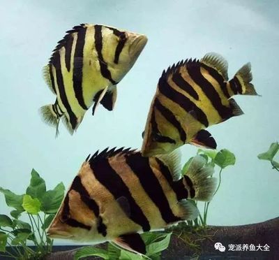 虎魚(yú)身體發(fā)黑什么原因引起的：虎魚(yú)身體發(fā)黑可能由多種原因引起 泰國(guó)虎魚(yú) 第3張