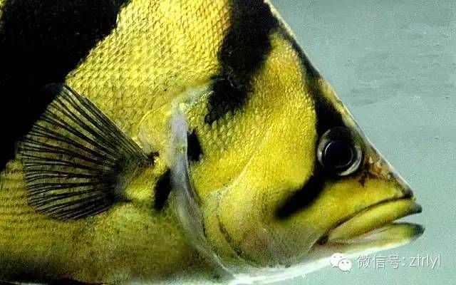 虎魚(yú)身體發(fā)黑什么原因引起的：虎魚(yú)身體發(fā)黑可能由多種原因引起 泰國(guó)虎魚(yú) 第2張