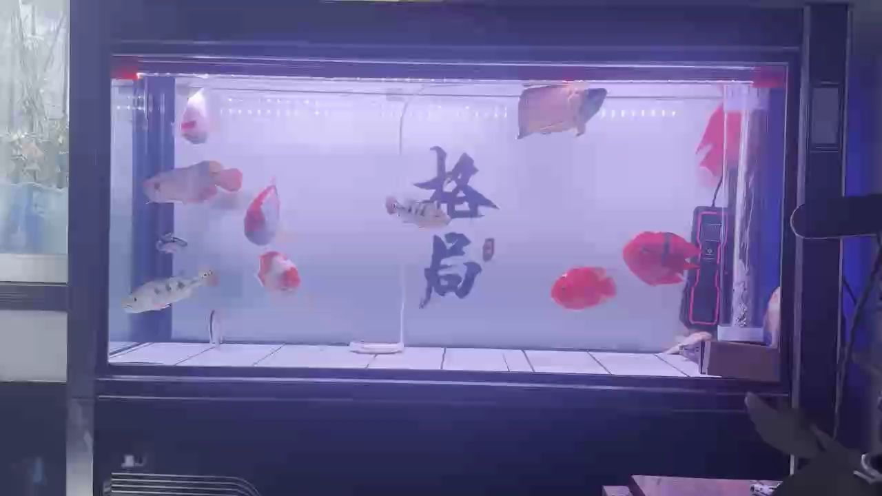 初五：初五,北京老寧評論：浪子過客評論：紅白鸚鵡魚有特色 觀賞魚論壇