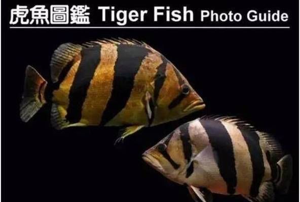 泰虎魚怎么養(yǎng)活最好看圖片：養(yǎng)好泰虎魚需要注意以下幾個方面 泰國虎魚 第2張