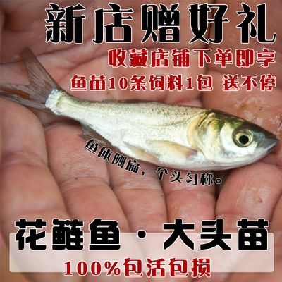 進口元寶鳳凰魚貴不貴呀多少錢：進口元寶鳳凰魚的價格和來源的不同而有所差異 元寶鳳凰魚百科 第3張