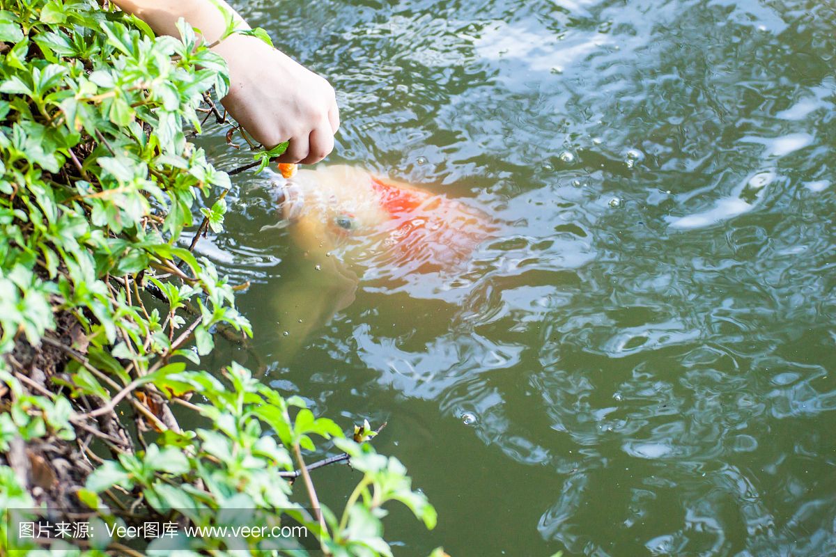 進口元寶鳳凰魚貴不貴呀多少錢：進口元寶鳳凰魚的價格和來源的不同而有所差異