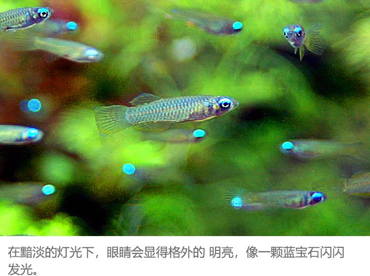 常見的小型觀賞魚圖片和名稱：常見的小型觀賞魚