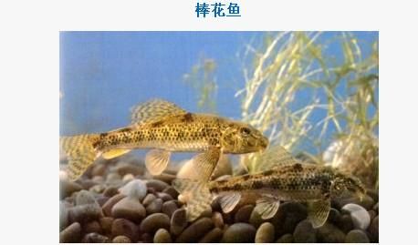 蘇虎魚(yú)和泰虎魚(yú)區(qū)別大嗎怎么養(yǎng)：蘇虎魚(yú)和泰虎魚(yú)區(qū)別大嗎 蘇虎 第1張