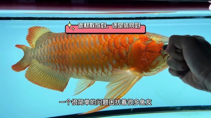 廣州孟吉爾大顏的魚怎么樣：廣州孟吉爾大顏的魚怎么樣廣州孟吉爾大顏的魚值得信賴和選擇