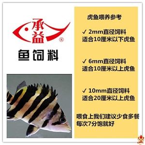 蘇門(mén)答臘虎魚(yú)和泰國(guó)虎魚(yú)的區(qū)別：泰國(guó)虎魚(yú)和蘇門(mén)答臘虎魚(yú)在體型和外觀上有明顯的區(qū)別 蘇虎 第3張