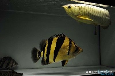 蘇門(mén)答臘虎魚(yú)和泰國(guó)虎魚(yú)的區(qū)別：泰國(guó)虎魚(yú)和蘇門(mén)答臘虎魚(yú)在體型和外觀上有明顯的區(qū)別 蘇虎 第1張