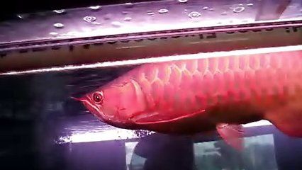 虎魚身上黑斑能消除嗎：虎魚身上的黑斑能消除嗎 虎魚百科 第2張