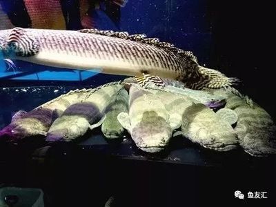 100l的魚(yú)缸要多大流量水泵：100升的魚(yú)缸要多大流泵