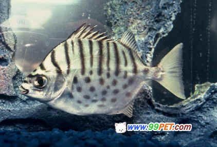 100l的魚(yú)缸要多大流量水泵：100升的魚(yú)缸要多大流泵