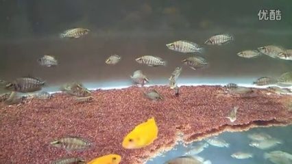 小虎魚眼睛白膜怎么治：小虎魚眼睛白膜怎么治小虎魚眼睛白膜怎么治 虎魚百科 第2張