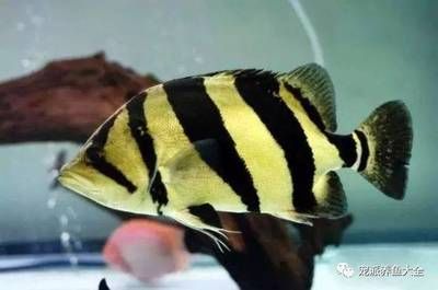 虎魚(yú)變色一般在什么時(shí)候：虎魚(yú)變色一般在什么時(shí)候，虎魚(yú)變色并非特定時(shí)間才會(huì)發(fā)生