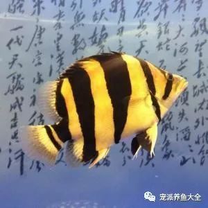 虎魚(yú)變色一般在什么時(shí)候：虎魚(yú)變色一般在什么時(shí)候，虎魚(yú)變色并非特定時(shí)間才會(huì)發(fā)生