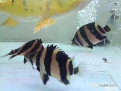 印尼虎魚(yú)和泰國(guó)虎魚(yú)哪個(gè)好養(yǎng)：印尼虎魚(yú)和泰國(guó)虎魚(yú)哪個(gè)好養(yǎng)，看完你就明白了 虎魚(yú)百科 第1張