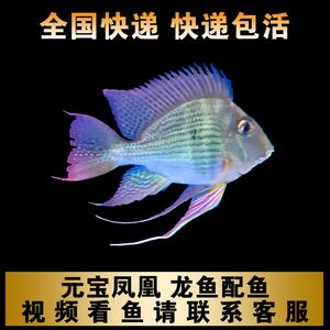 龍魚高端配魚是元寶鳳凰魚：元寶鳳凰魚是一種非常適合與龍魚混養(yǎng)的高檔觀賞魚 進(jìn)口元寶鳳凰魚 第2張