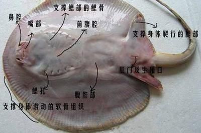 魟魚怎么喂食最好：魟魚的喂食方法需要根據(jù)其不同的生活習(xí)慣來進(jìn)行調(diào)整 魟魚百科 第2張