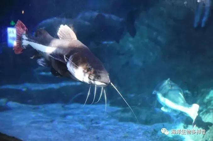 魟魚吃食正常翹嘴：魟魚翹嘴可能有多種原因 魟魚百科 第1張