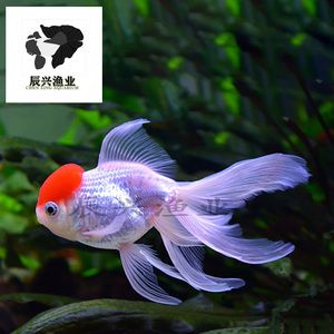 馬印神燈適合什么魚蘭壽金魚能用嗎：馬印神燈適合什么魚 馬印水族 第2張