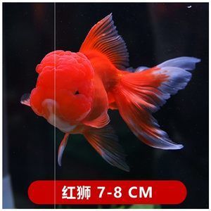 馬印神燈適合什么魚蘭壽金魚能用嗎：馬印神燈適合什么魚 馬印水族 第3張