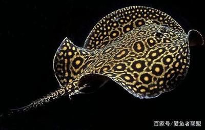 魟魚(yú)區(qū)別：魟魚(yú)和鰩魚(yú)在形態(tài)、分布和生活習(xí)性等方面有所不同 魟魚(yú)百科 第3張