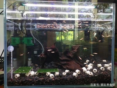 10升魚缸養(yǎng)多少黑殼蝦：10升的魚缸養(yǎng)多少黑殼蝦 魚缸百科 第1張