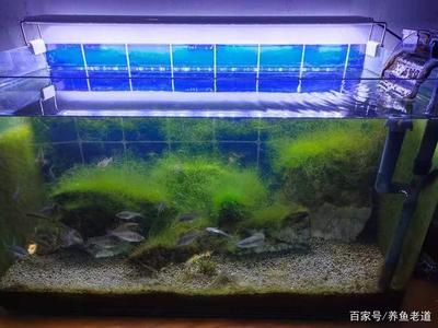 10升魚缸養(yǎng)多少黑殼蝦：10升的魚缸養(yǎng)多少黑殼蝦 魚缸百科 第3張