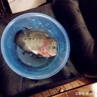 魟魚容易繁殖嗎為什么不能養(yǎng)：魟魚容易繁殖嗎