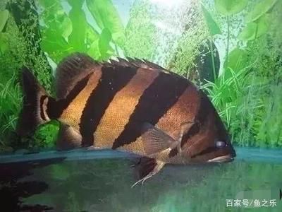 虎魚蒙眼最好用什么藥：關(guān)于虎魚蒙眼治療藥物選擇指南 虎魚百科 第3張