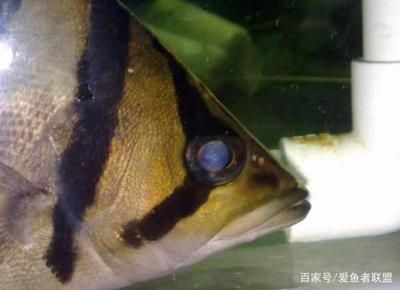 虎魚蒙眼最好用什么藥：關(guān)于虎魚蒙眼治療藥物選擇指南 虎魚百科 第1張