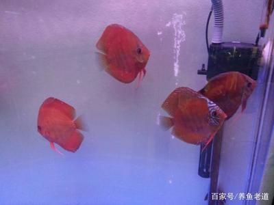 1.8米的魚缸能養(yǎng)多少錦鯉魚：1.8米的魚缸適合養(yǎng)多少錦鯉 魚缸定做 第1張