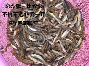 虎魚多大可以喂泥鰍：虎魚喂食泥鰍的時間并沒有統(tǒng)一的規(guī)定 虎魚百科 第1張