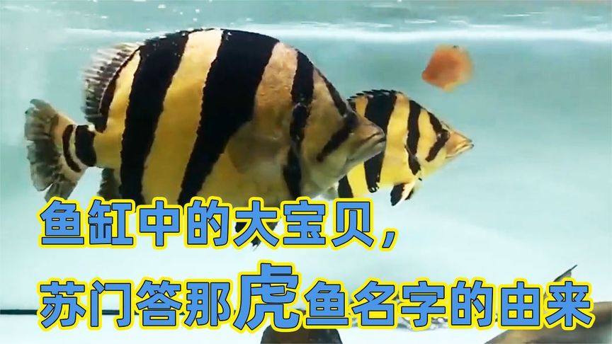 蘇虎魚全名叫什么好聽點：蘇虎魚全名叫蘇門答臘虎魚這個名字源自其產(chǎn)地—— 蘇虎 第3張